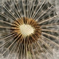 Pusteblume